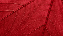 Adobestock 435515003 Sm